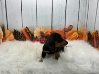 Mona, a female Miniature Dachshund for sale in Shipshewana, IN – 6 of 7