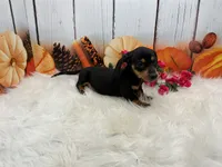 Mona, a female Miniature Dachshund for sale in Shipshewana, IN – 7 of 7