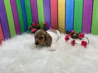 Jasmine, a female Miniature Dachshund for sale in Shipshewana, IN – 3 of 5