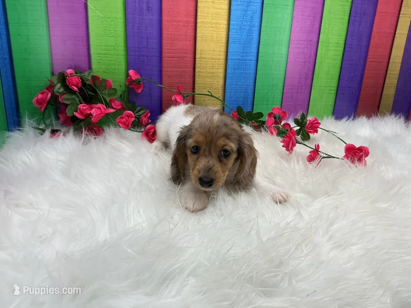 Jasmine – Miniature Dachshund puppy for sale in Shipshewana, IN