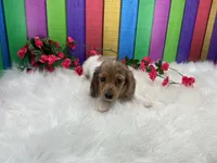 Jasmine, a female Miniature Dachshund for sale in Shipshewana, IN – 1 of 5