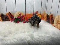 Celina, a female Miniature Dachshund for sale in Shipshewana, IN – 6 of 6