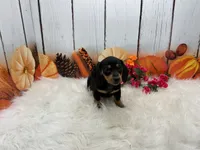 Mona, a female Miniature Dachshund for sale in Shipshewana, IN – 4 of 7