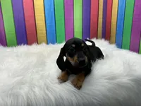 Larry, a male Miniature Dachshund for sale in Shipshewana, IN – 5 of 6