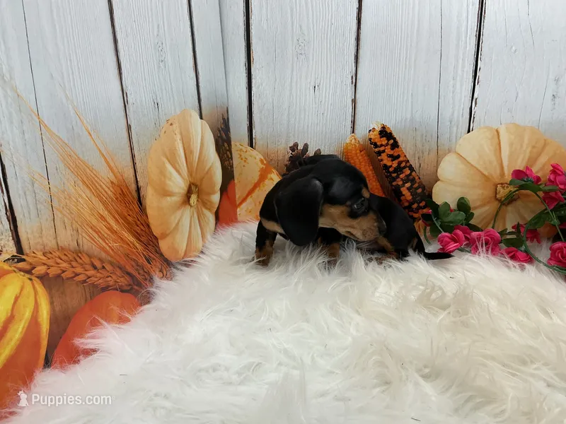 Monica – Miniature Dachshund puppy for sale in Shipshewana, IN