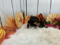 Monica, a female Miniature Dachshund for sale in Shipshewana, IN – 1 of 6