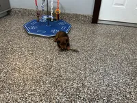 Hara, a female Miniature Dachshund for sale in Shipshewana, IN – 4 of 5