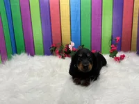 Feona, a female Miniature Dachshund for sale in Shipshewana, IN – 2 of 6