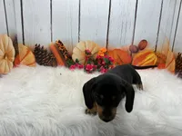 Mona, a female Miniature Dachshund for sale in Shipshewana, IN – 5 of 7