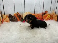 Mona, a female Miniature Dachshund for sale in Shipshewana, IN – 2 of 7