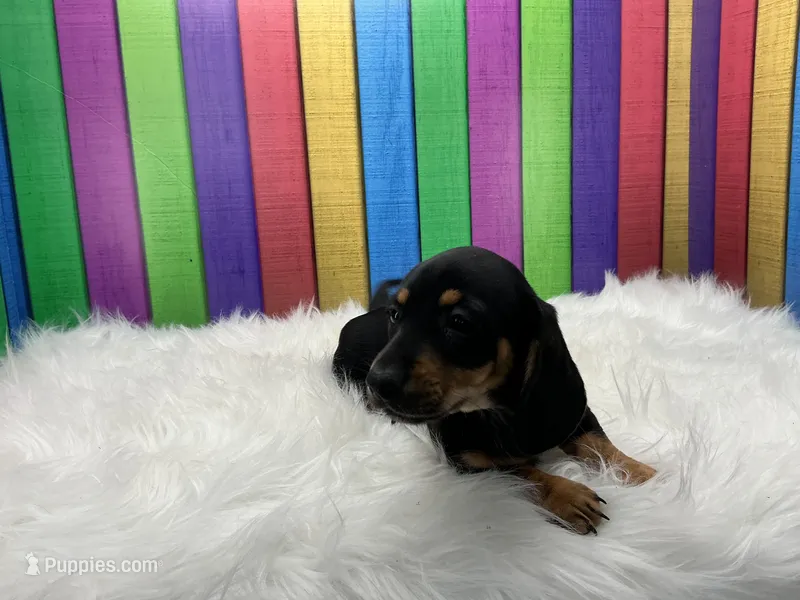 Larry – Miniature Dachshund puppy for sale in Shipshewana, IN