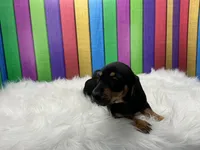 Larry, a male Miniature Dachshund for sale in Shipshewana, IN – 1 of 6