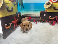 Celeste, a female Miniature Dachshund for sale in Shipshewana, IN – 5 of 6