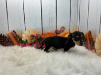 Monica, a female Miniature Dachshund for sale in Shipshewana, IN – 6 of 6