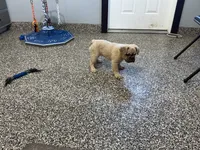 Nova, a female French Bulldog for sale in Shipshewana, IN – 3 of 4