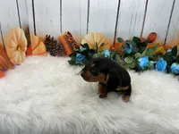 Melvin, a male Miniature Dachshund for sale in Shipshewana, IN – 2 of 4