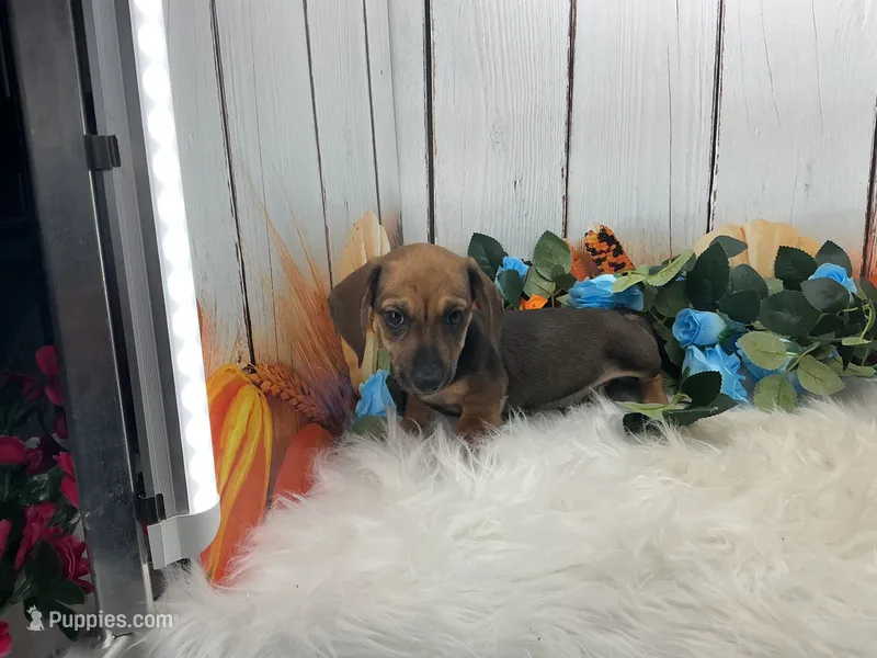 Carver – Miniature Dachshund puppy for sale in Shipshewana, IN