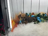 Carver, a male Miniature Dachshund for sale in Shipshewana, IN – 1 of 6