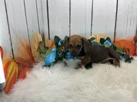 Carver, a male Miniature Dachshund for sale in Shipshewana, IN – 6 of 6