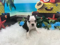 Nash, a male Boston Terrier for sale in Shipshewana, IN – 5 of 7
