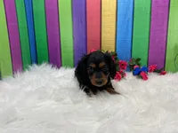 Fisa, a female Miniature Dachshund for sale in Shipshewana, IN – 5 of 5
