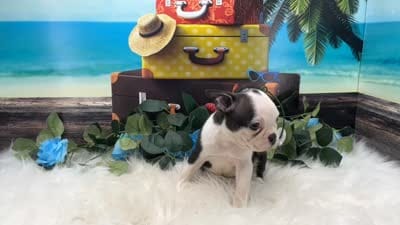 Nash, a male Boston Terrier for sale in Shipshewana, IN – 7 of 7