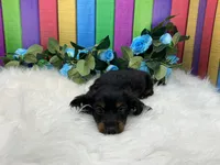 Freeman , a male Miniature Dachshund for sale in Shipshewana, IN – 3 of 6
