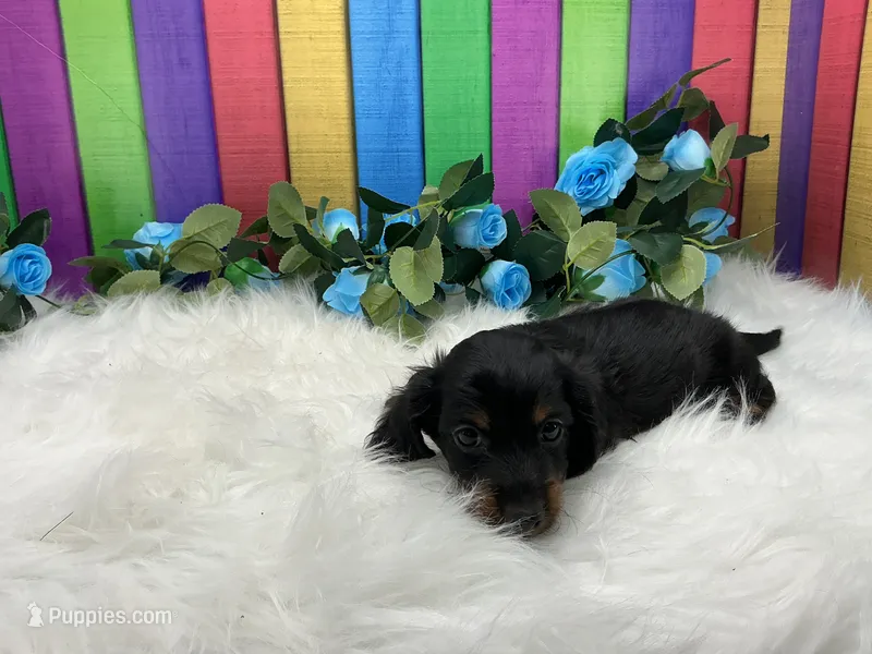 Freeman  – Miniature Dachshund puppy for sale in Shipshewana, IN