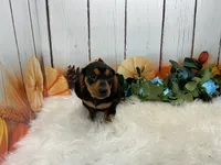 Melvin, a male Miniature Dachshund for sale in Shipshewana, IN – 3 of 4