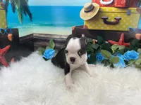 Nash, a male Boston Terrier for sale in Shipshewana, IN – 3 of 7
