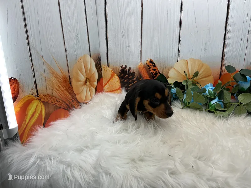 Melvin – Miniature Dachshund puppy for sale in Shipshewana, IN