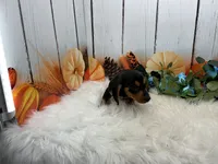 Melvin, a male Miniature Dachshund for sale in Shipshewana, IN – 1 of 4