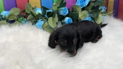 Freeman , a male Miniature Dachshund for sale in Shipshewana, IN – 6 of 6