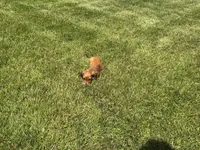Mace, a male Miniature Dachshund for sale in Shipshewana, IN – 3 of 5