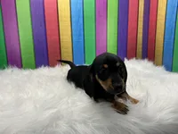 Larry, a male Miniature Dachshund for sale in Shipshewana, IN – 3 of 6