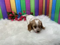 Jan, a female Miniature Dachshund for sale in Shipshewana, IN – 2 of 4