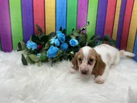 Jerry, a male Miniature Dachshund for sale in Shipshewana, IN – 2 of 4