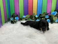 Freeman , a male Miniature Dachshund for sale in Shipshewana, IN – 4 of 6