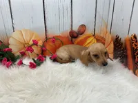 Celeste, a female Miniature Dachshund for sale in Shipshewana, IN – 2 of 6