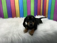 Larry, a male Miniature Dachshund for sale in Shipshewana, IN – 4 of 6