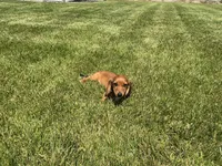 Mace, a male Miniature Dachshund for sale in Shipshewana, IN – 2 of 5