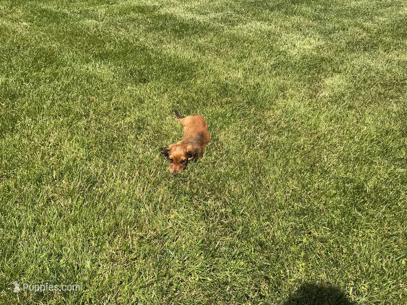 Mace – Miniature Dachshund puppy for sale in Shipshewana, IN