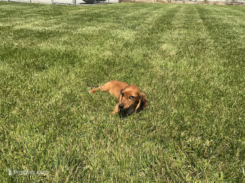 Mace – Miniature Dachshund puppy for sale in Shipshewana, IN