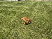 Mace, a male Miniature Dachshund for sale in Shipshewana, IN – 1 of 5