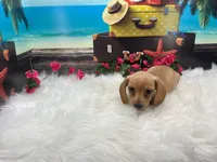 Celeste, a female Miniature Dachshund for sale in Shipshewana, IN – 4 of 6