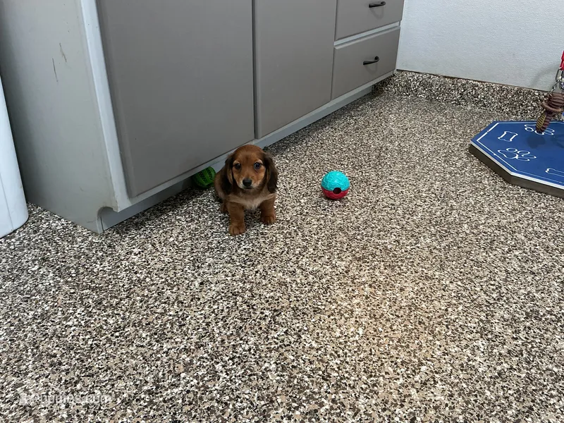 Hara – Miniature Dachshund puppy for sale in Shipshewana, IN