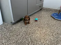 Hara, a female Miniature Dachshund for sale in Shipshewana, IN – 1 of 5