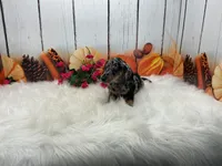 Celina, a female Miniature Dachshund for sale in Shipshewana, IN – 4 of 6