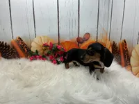 Monica, a female Miniature Dachshund for sale in Shipshewana, IN – 5 of 6