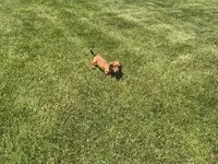 Mace, a male Miniature Dachshund for sale in Shipshewana, IN – 2 of 5